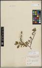 Foto von Salix arctophila Cockerell ex A. Heller